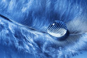 portrait display, Feathers, Water drops, Macro, Simple background, Blue