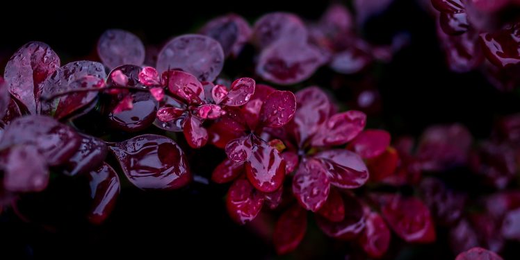 photography, Macro, Leaves, Depth of field, Water drops, Purple HD Wallpaper Desktop Background