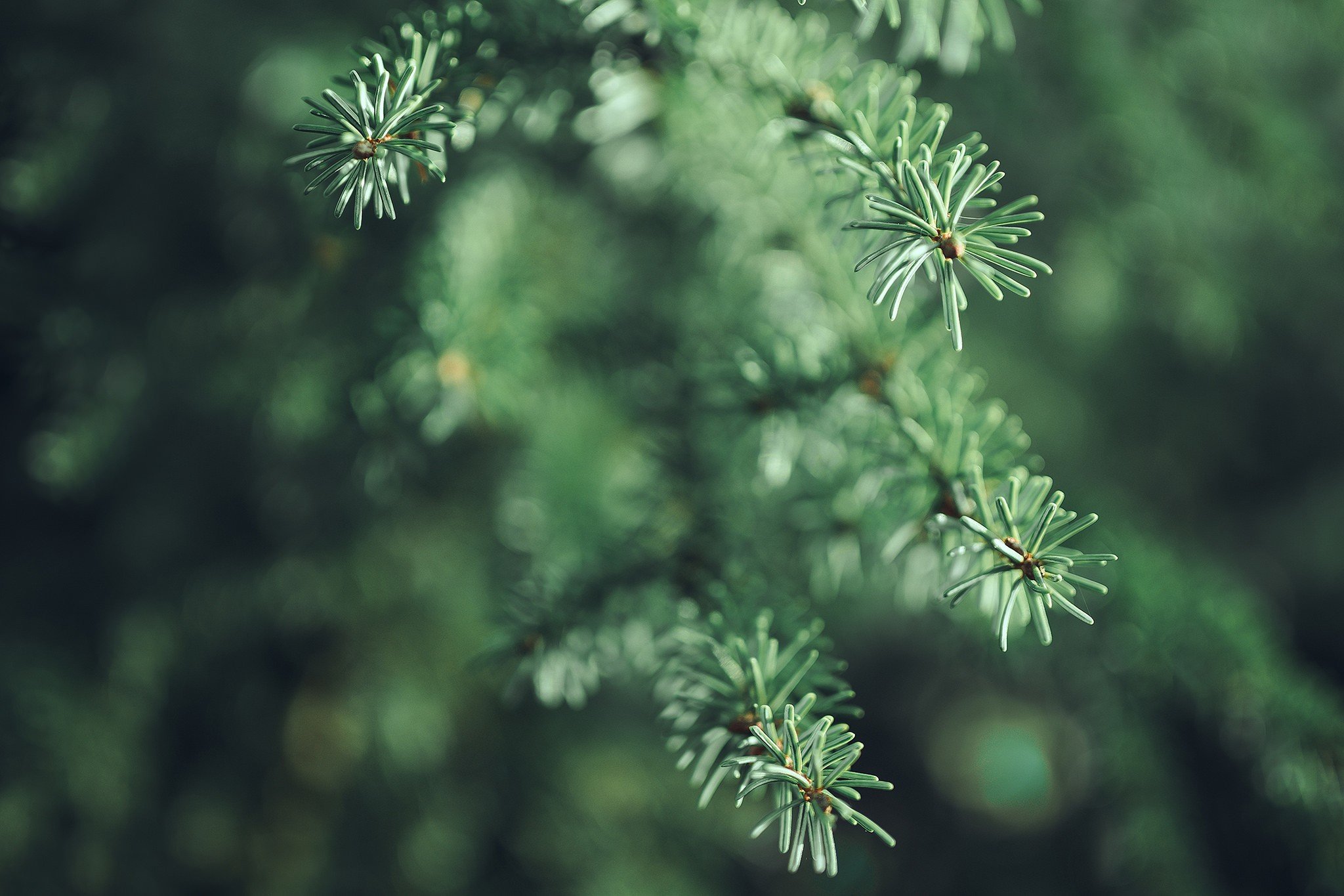 photography, Macro, Leaves, Spruce, Depth of field Wallpaper