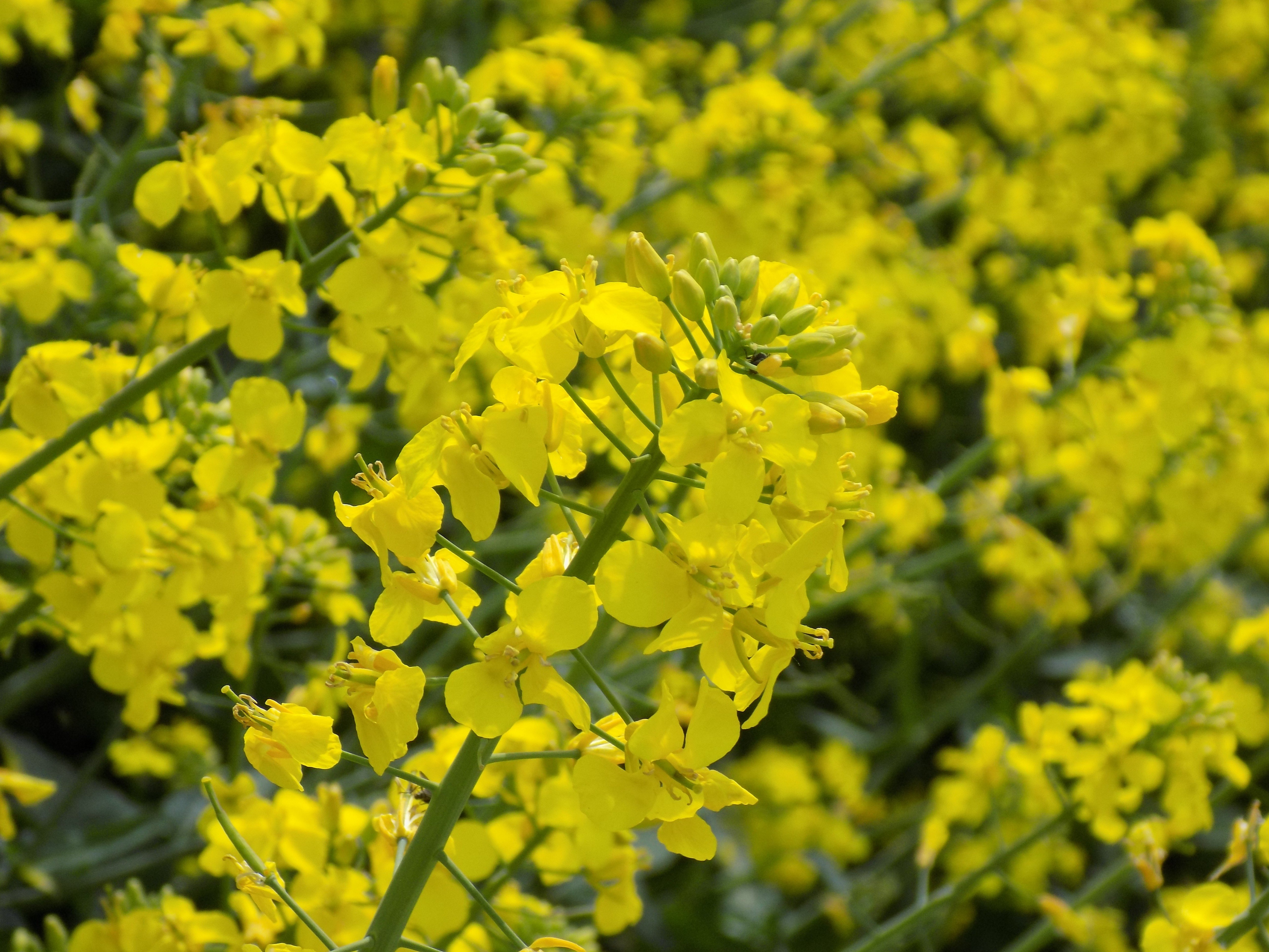 canola Wallpaper