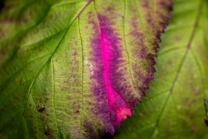 photography, Macro, Leaves, Antiques, Blurred, Pink