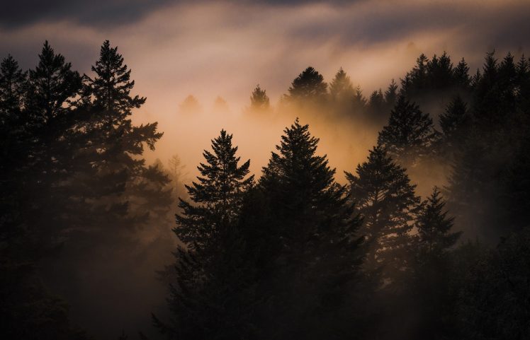 photography, Trees, Brume, Mist, Sunlight HD Wallpaper Desktop Background