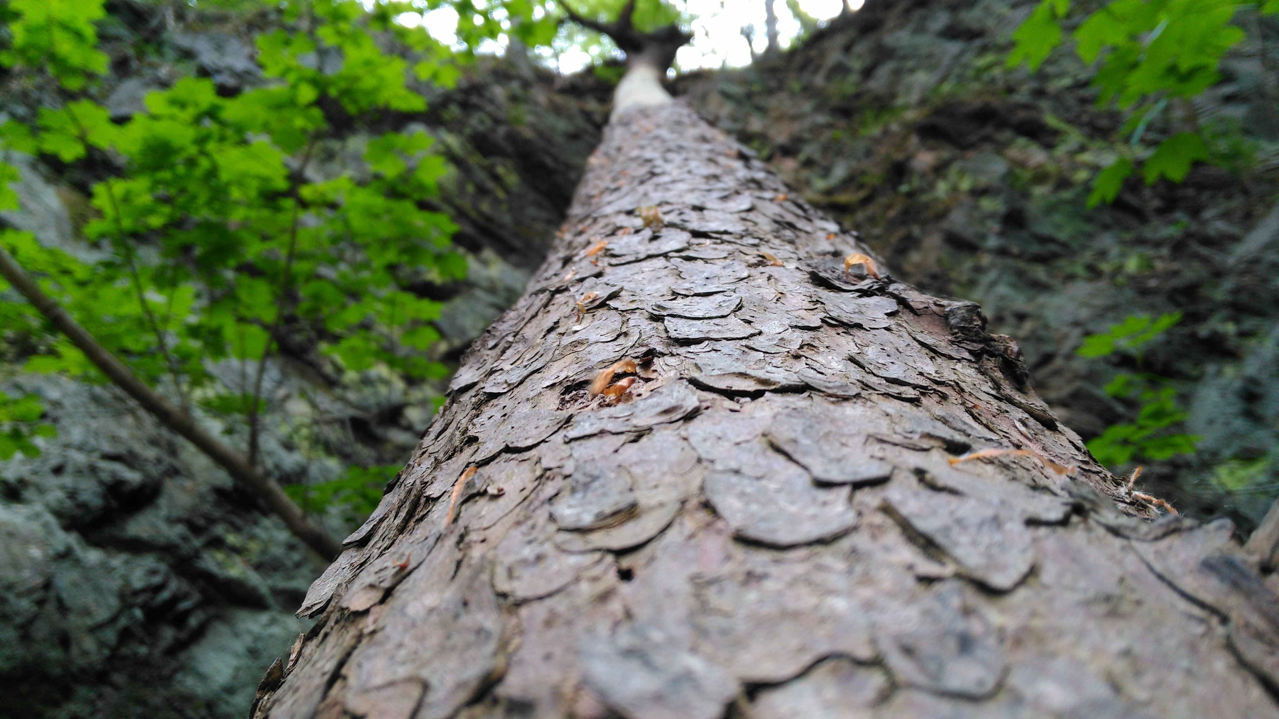 trees, Leaves, Wood, Rocks Wallpaper