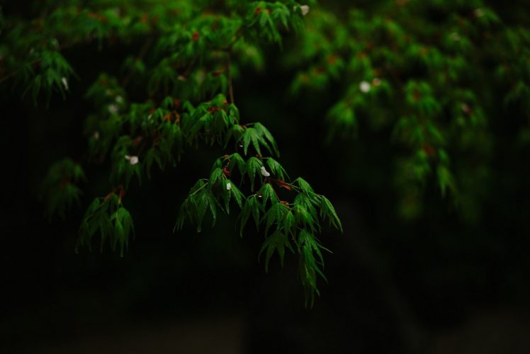 photography, Leaves, Trees, Black HD Wallpaper Desktop Background