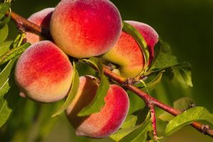 peaches, Fruit
