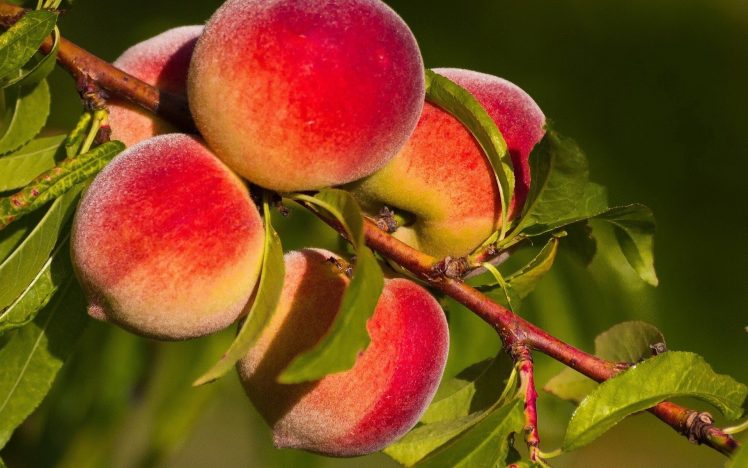 peaches, Fruit HD Wallpaper Desktop Background