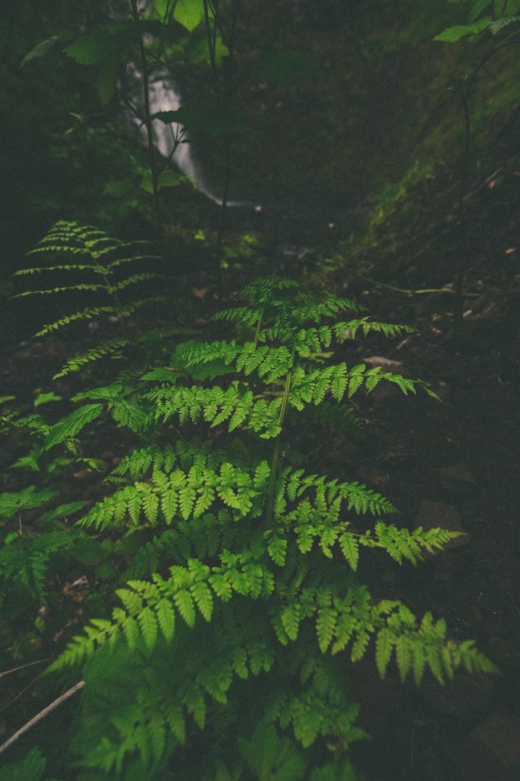 ferns, Waterfall, Moss HD Wallpaper Desktop Background