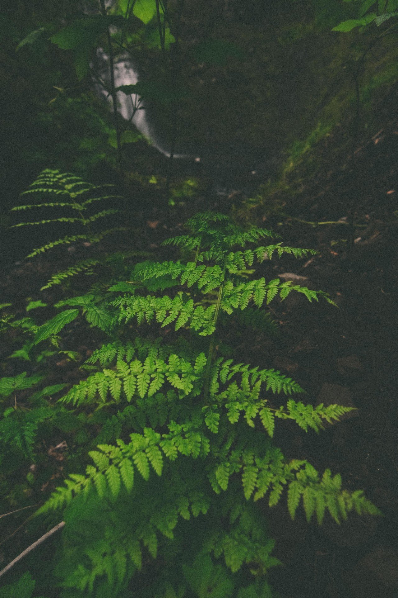ferns, Waterfall, Moss Wallpaper