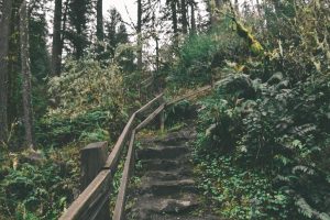 steps, Fence, Trees, Bushes, Oregon