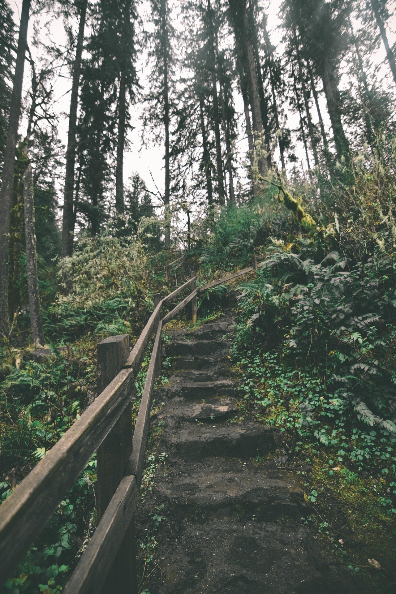 steps, Fence, Trees, Bushes, Oregon Wallpaper