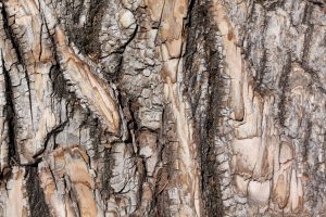 wood, Trees, Texture