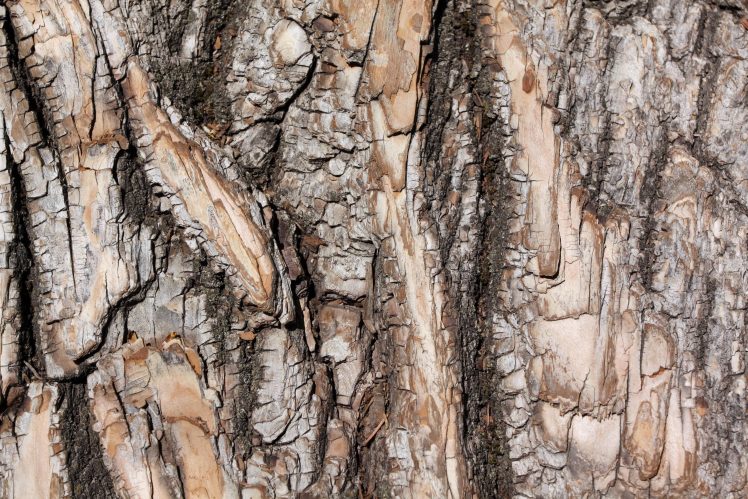 wood, Trees, Texture HD Wallpaper Desktop Background