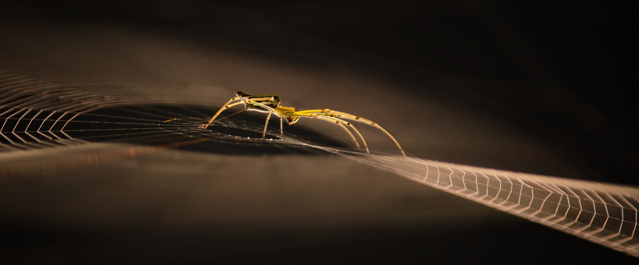 photography, Macro, Spider, Sunlight, Spiderwebs Wallpaper