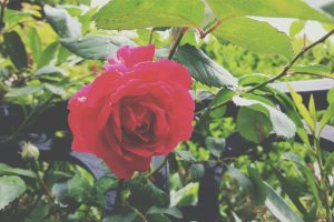 rose, Red