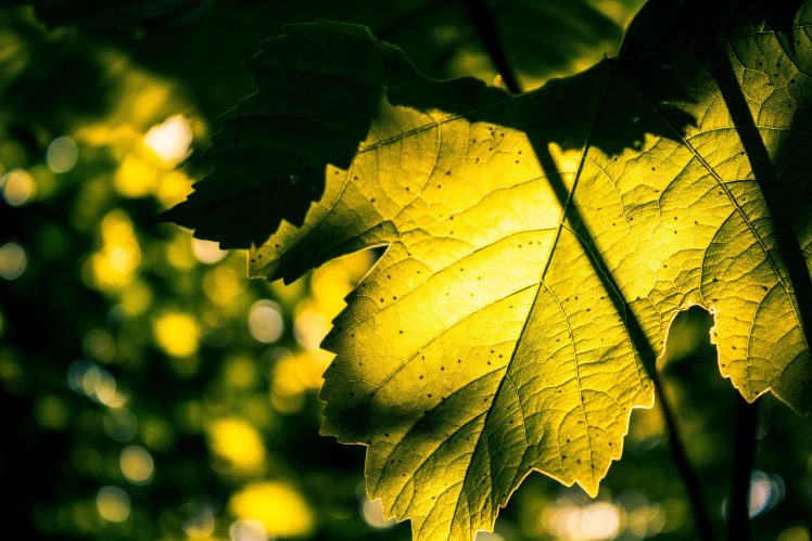 leaves, Summer, Bokeh, Sun HD Wallpaper Desktop Background