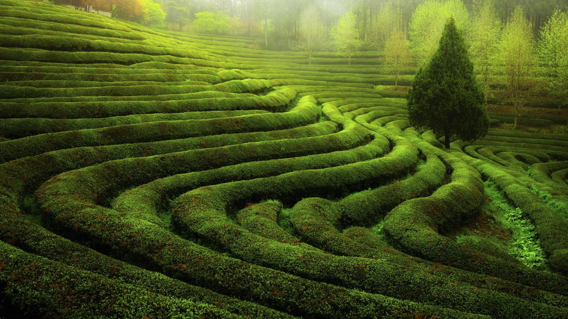 tea plant, Terraced field Wallpapers HD / Desktop and Mobile Backgrounds