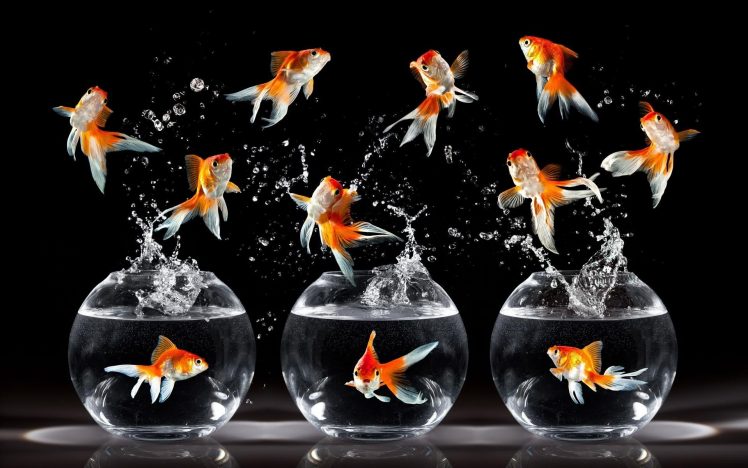 fish, Photography HD Wallpaper Desktop Background