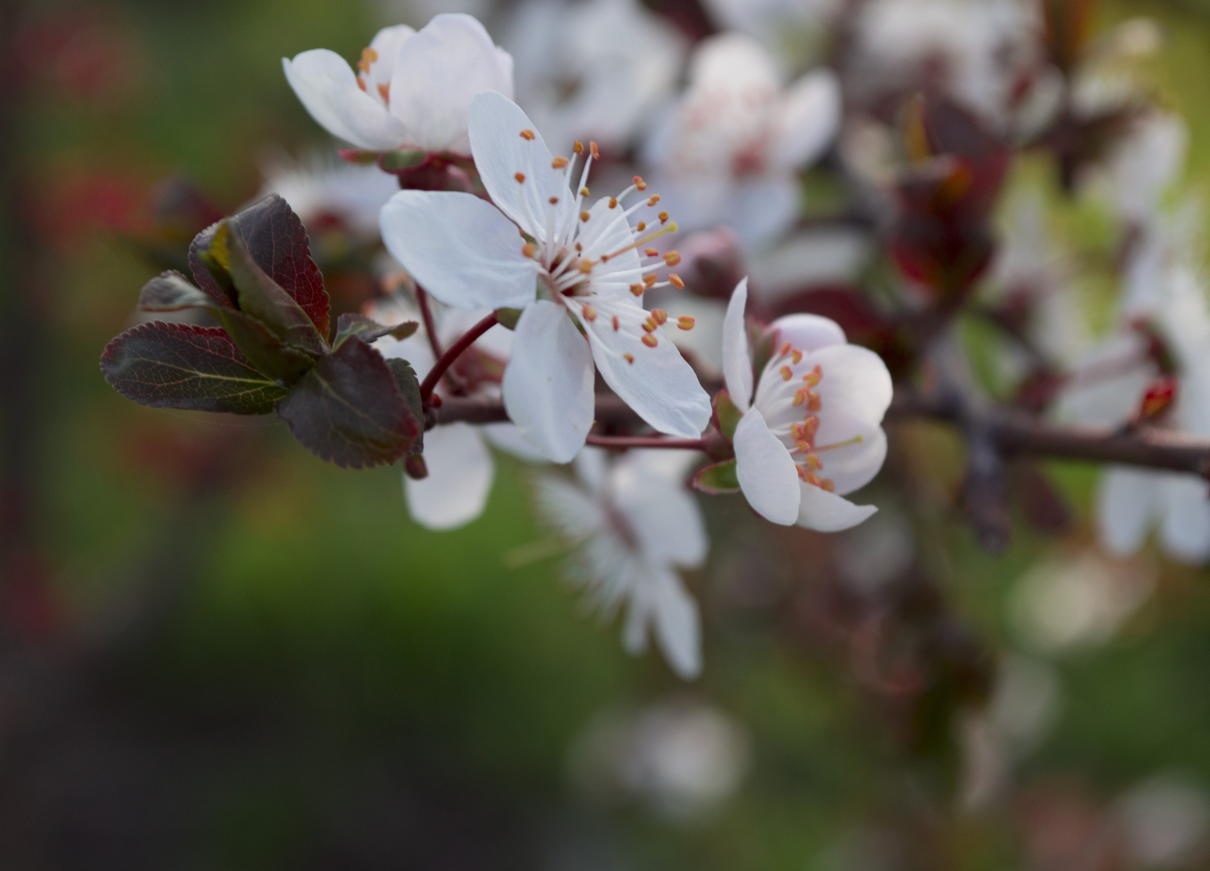 blossom Wallpaper