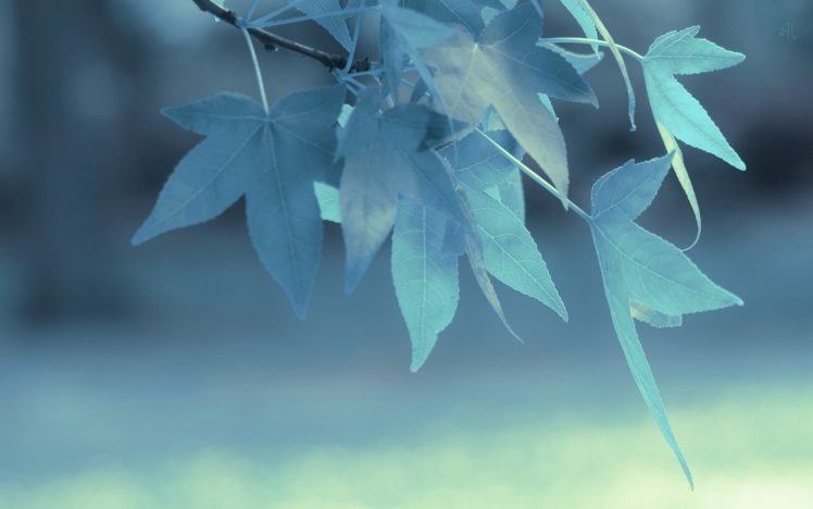 leaves, Blue, Branch HD Wallpaper Desktop Background