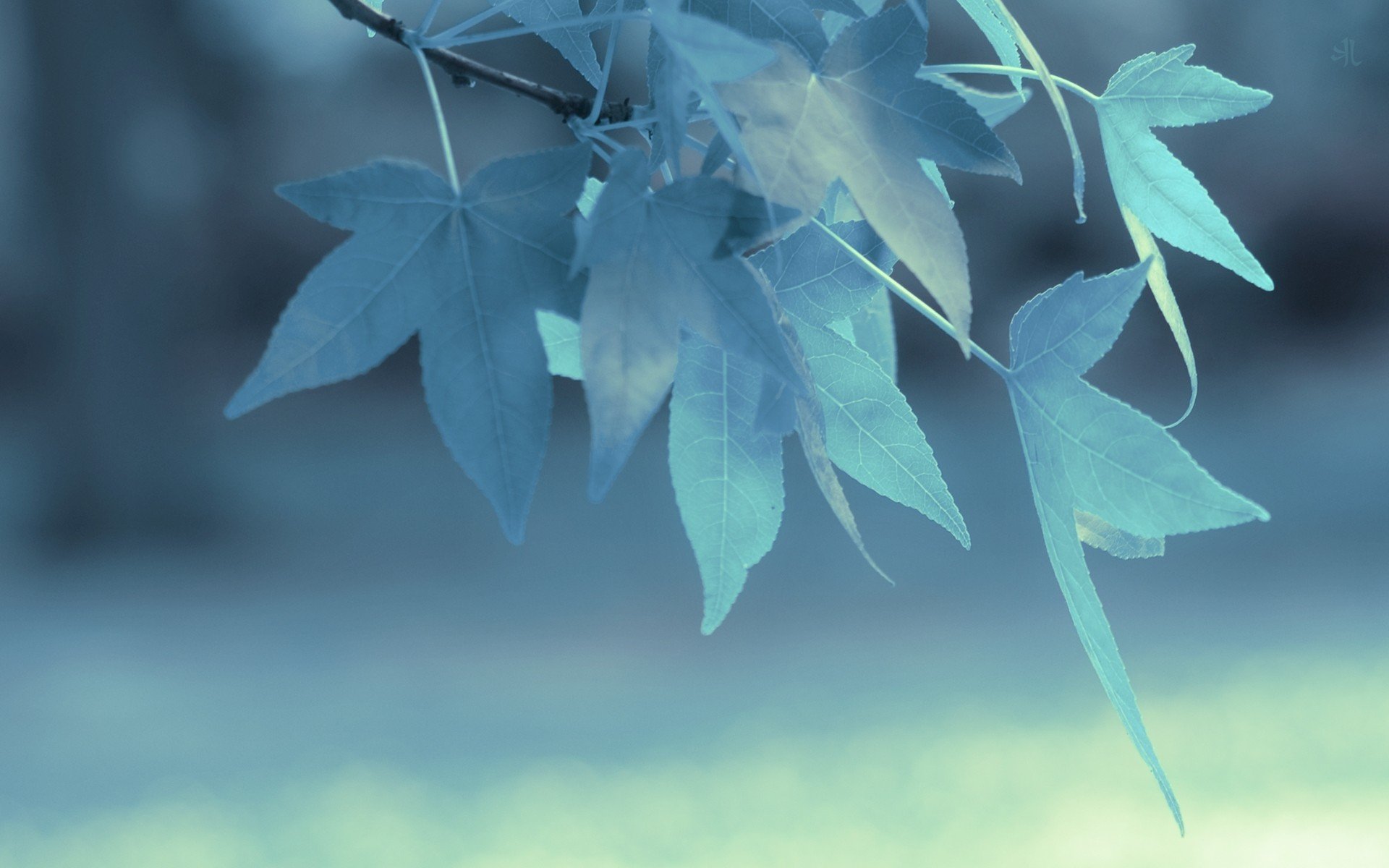 leaves, Blue, Branch Wallpaper
