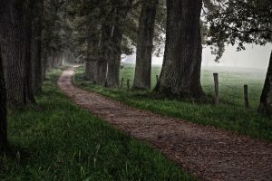 path, Trees
