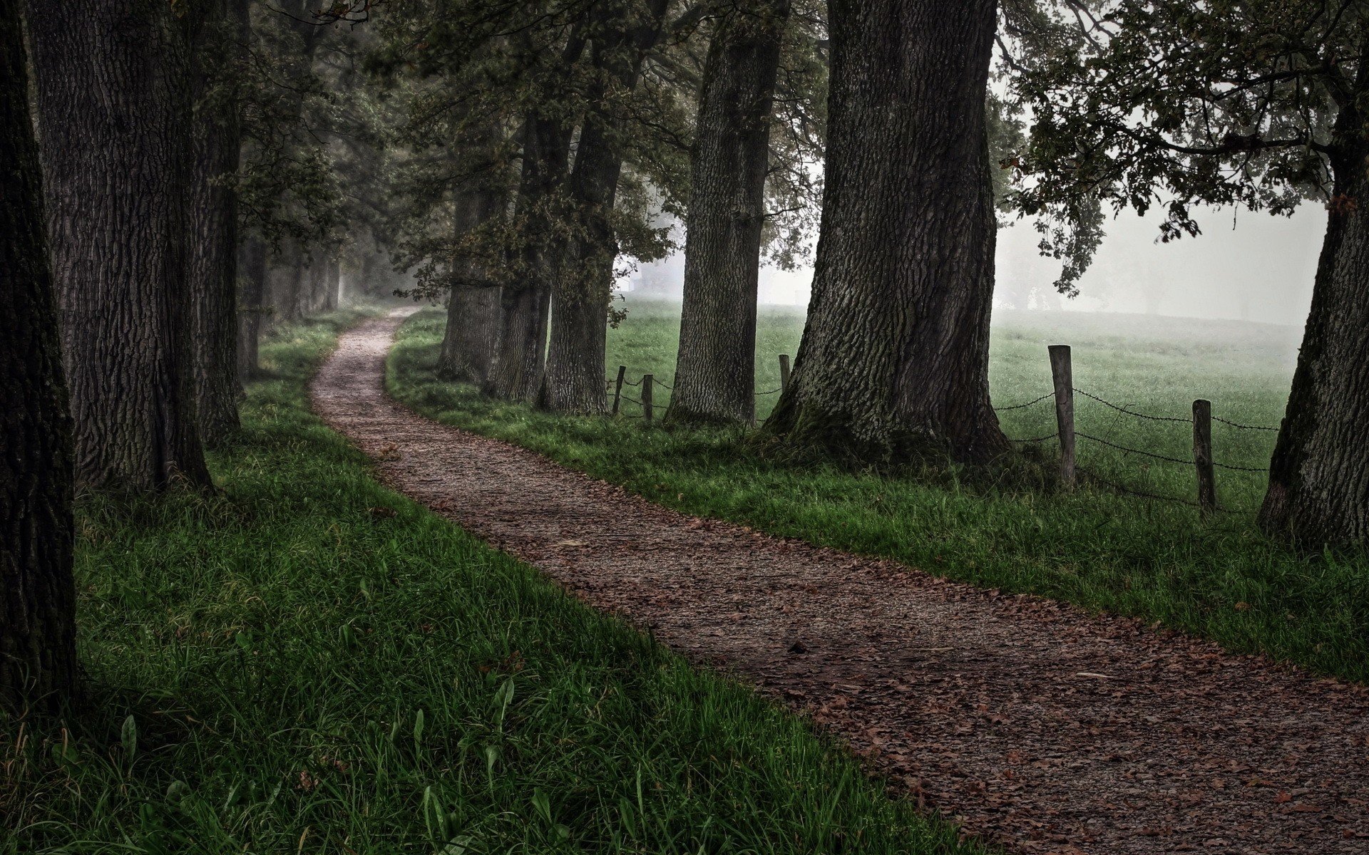 path, Trees Wallpaper