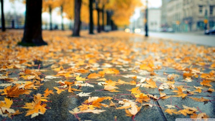 urban, Bokeh, Leaves, Fall HD Wallpaper Desktop Background