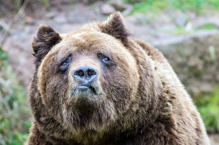 bears, Sadness, Grizzly bear, Brown bear, Grizzly Bears HD Wallpaper Desktop Background