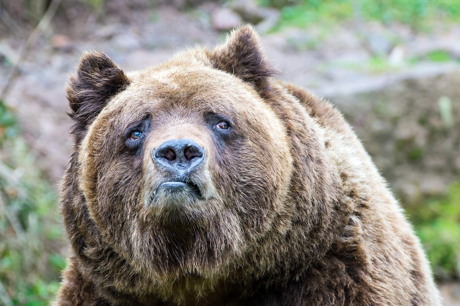 bears, Sadness, Grizzly bear, Brown bear, Grizzly Bears Wallpaper