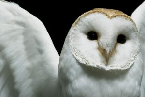 owl, Closeup, Deftones