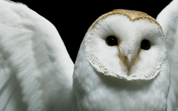 owl, Closeup, Deftones HD Wallpaper Desktop Background