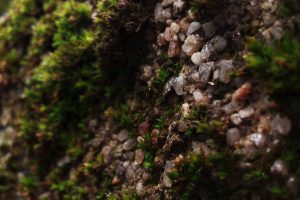 moss, Pebbles, Blurred