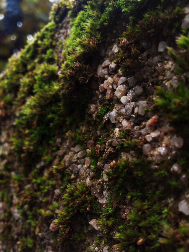 moss, Pebbles, Blurred HD Wallpaper Desktop Background