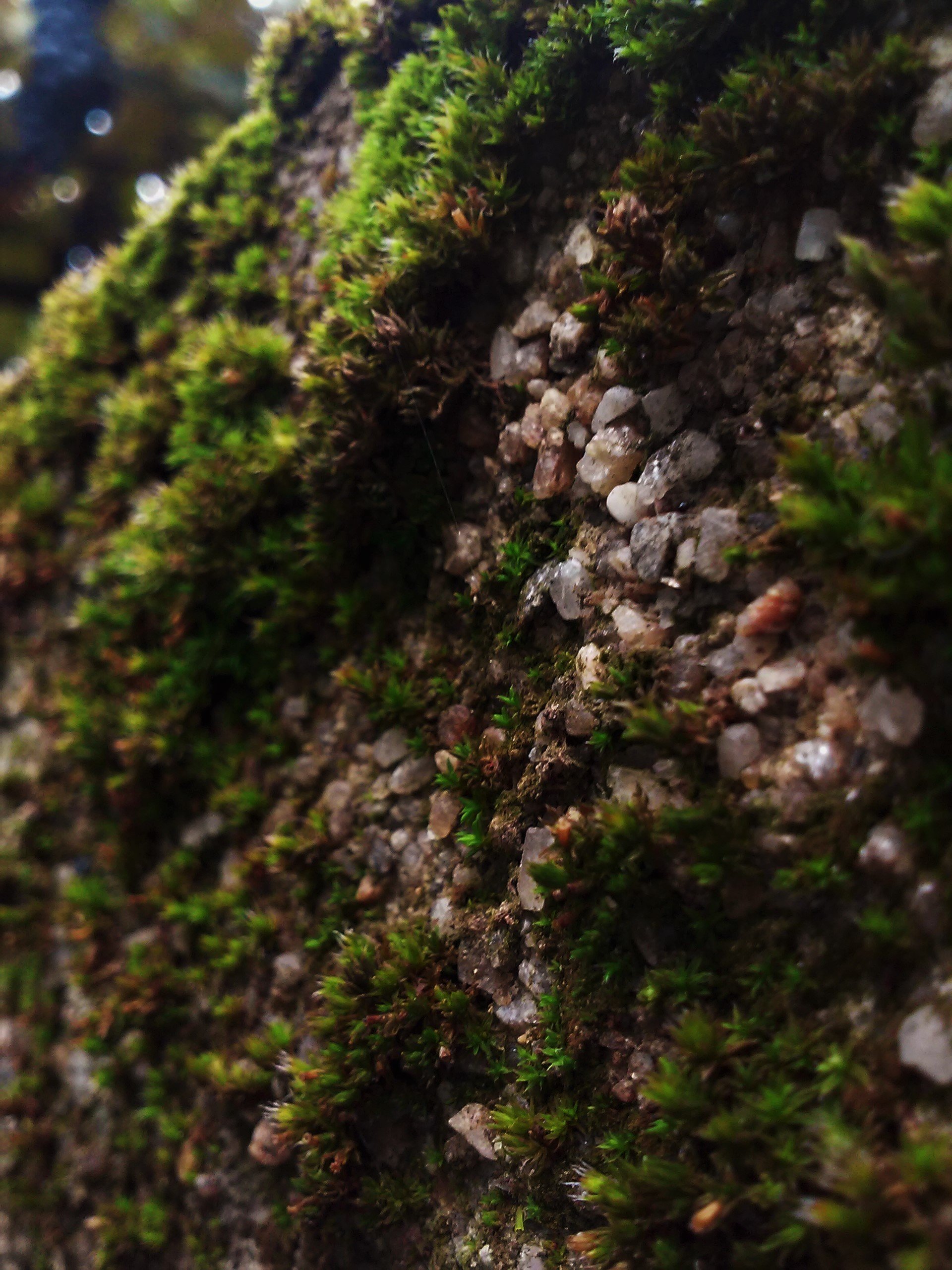 moss, Pebbles, Blurred Wallpaper