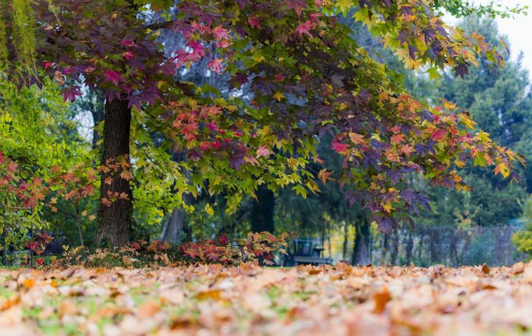trees, Fall, Leaves HD Wallpaper Desktop Background