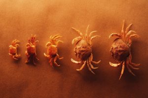 photography, Crabs, Sand