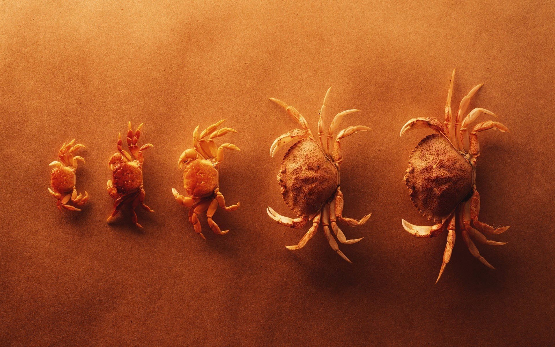photography, Crabs, Sand Wallpaper