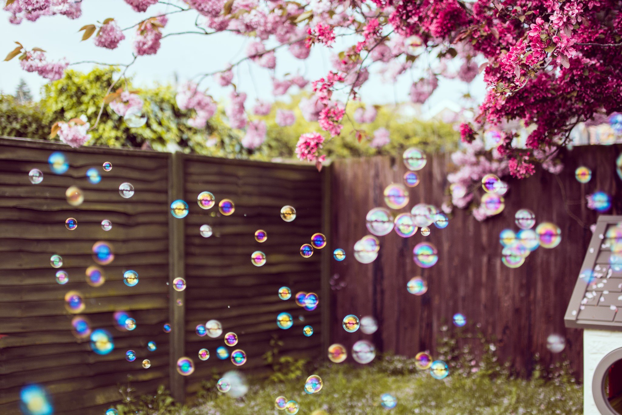 bubbles, Trees Wallpaper
