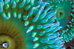 macro, Sea anemones