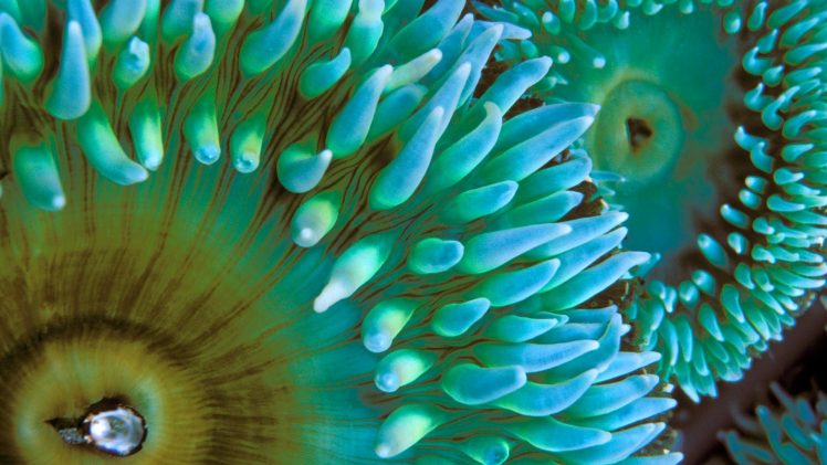 macro, Sea anemones HD Wallpaper Desktop Background