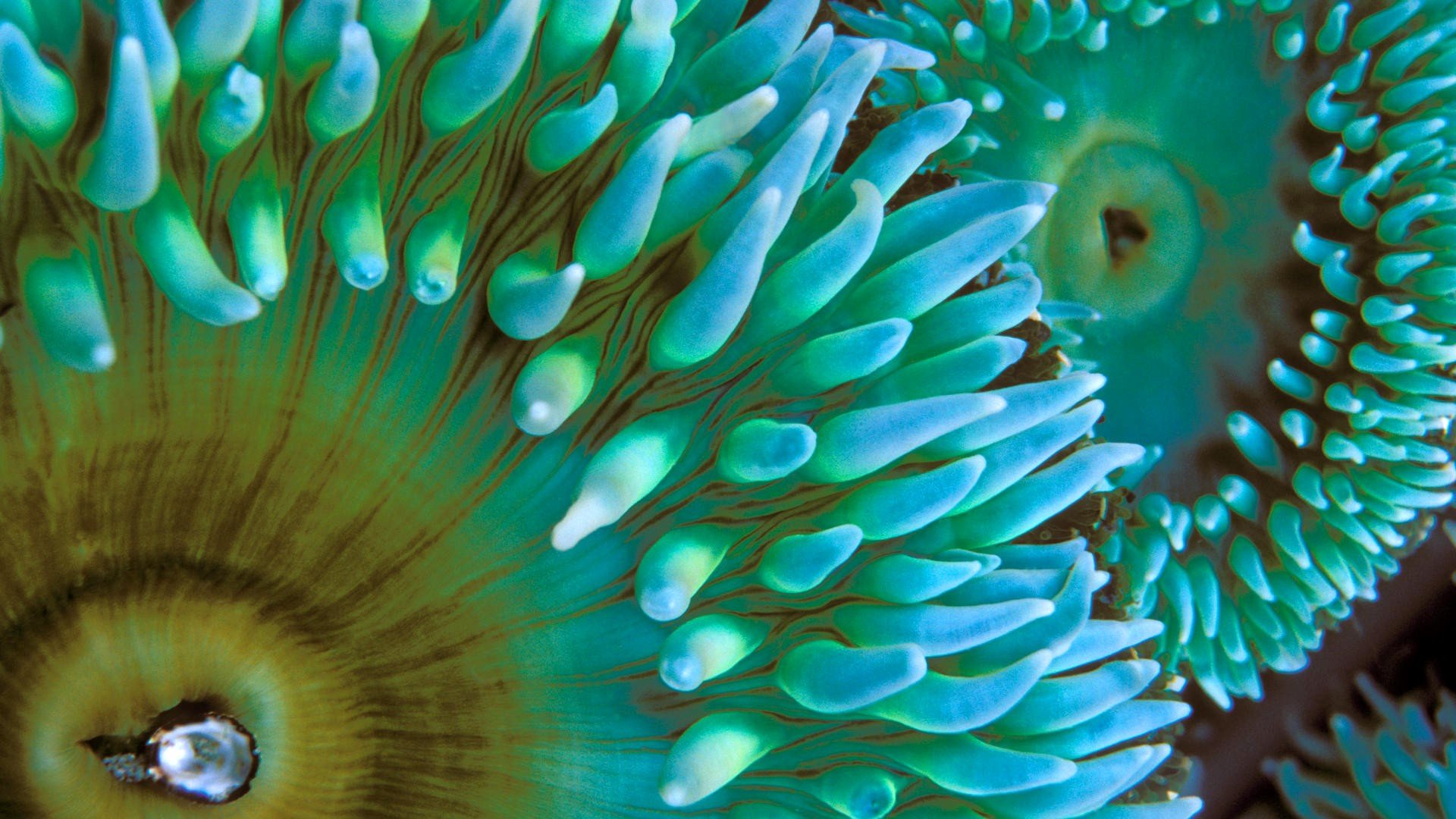 macro, Sea anemones Wallpaper