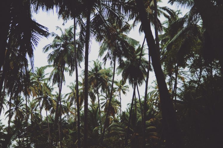 palm trees HD Wallpaper Desktop Background