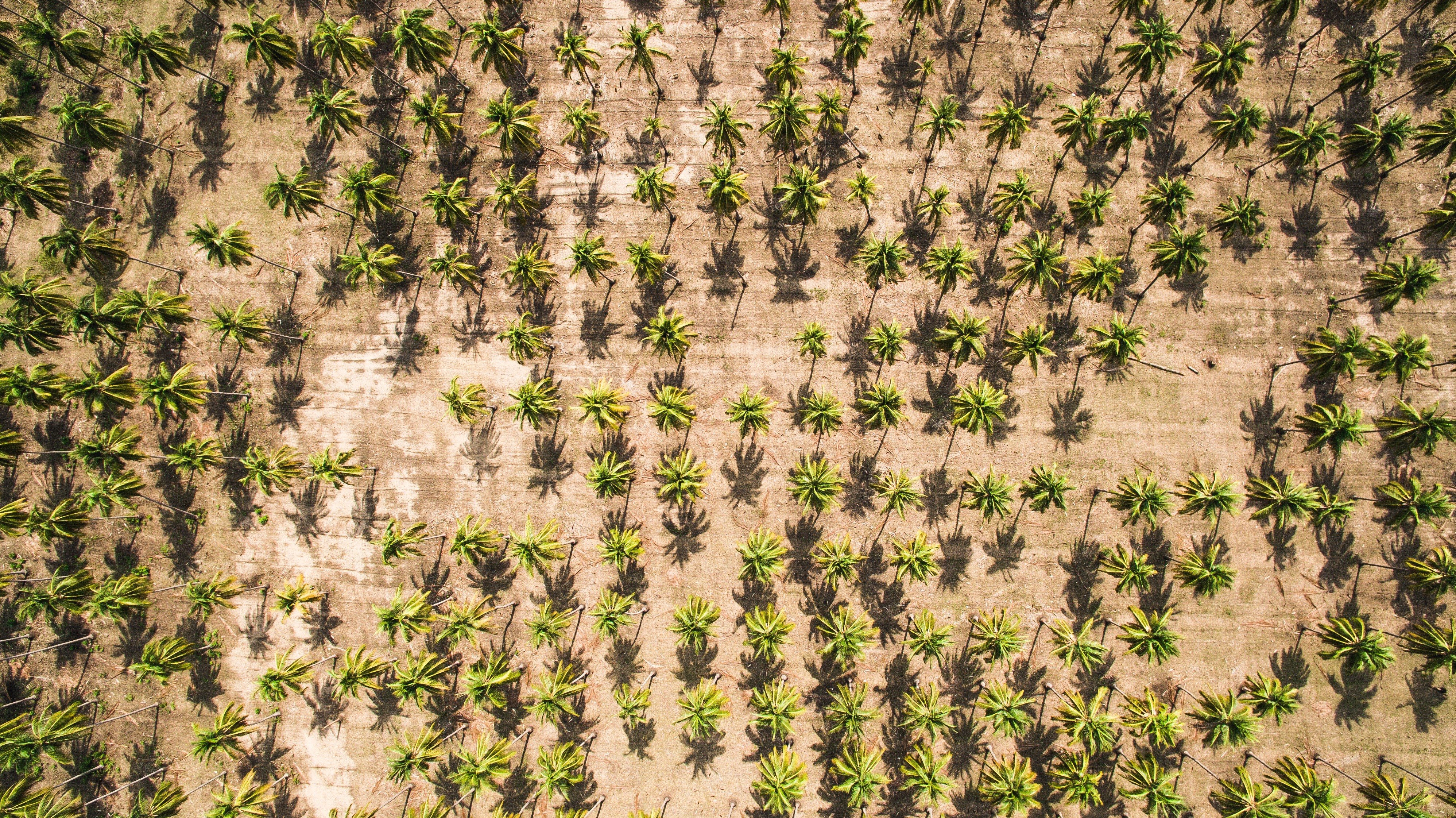 aerial view, Top view, Palm trees Wallpaper