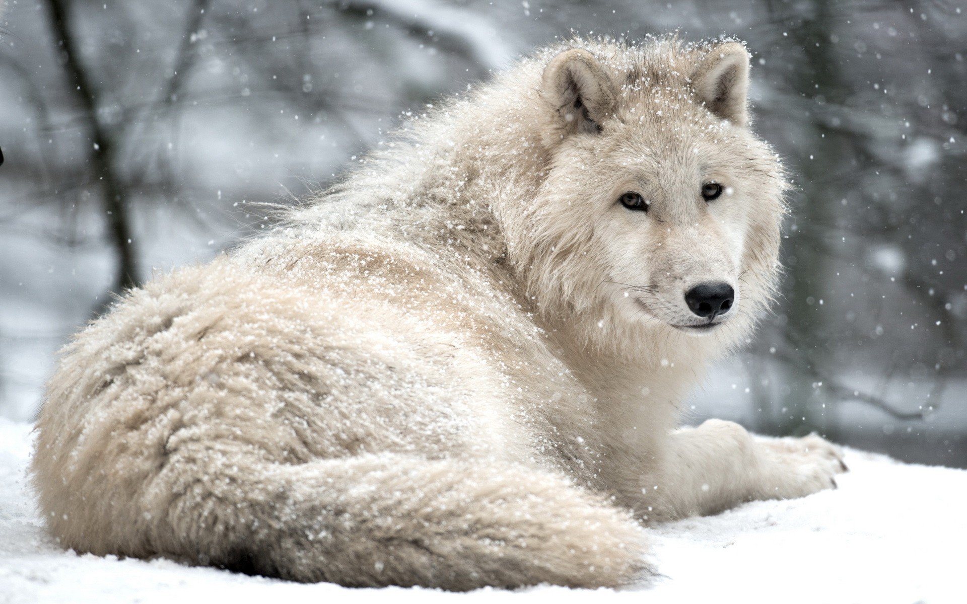 wolf Wallpaper