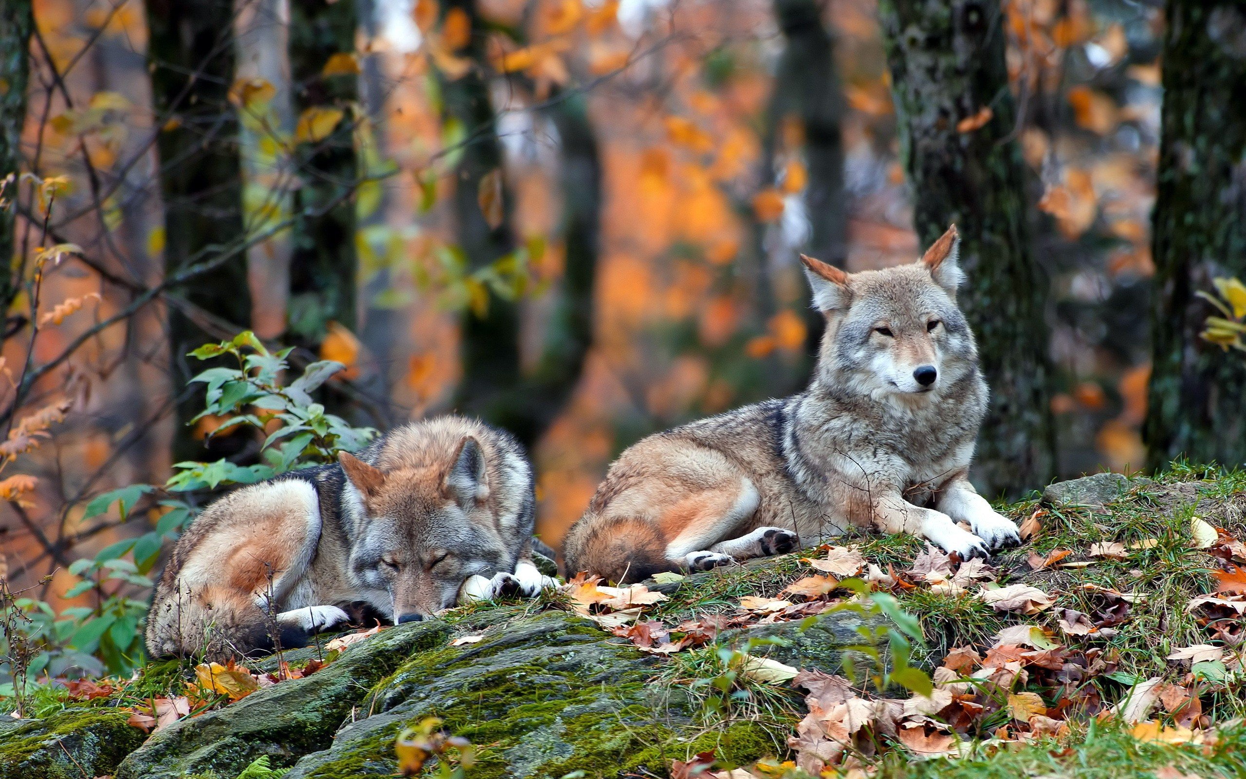 wolf Wallpaper