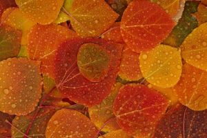 leaves, Rain, Fall