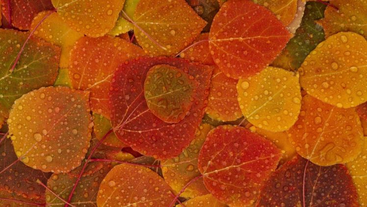 leaves, Rain, Fall HD Wallpaper Desktop Background