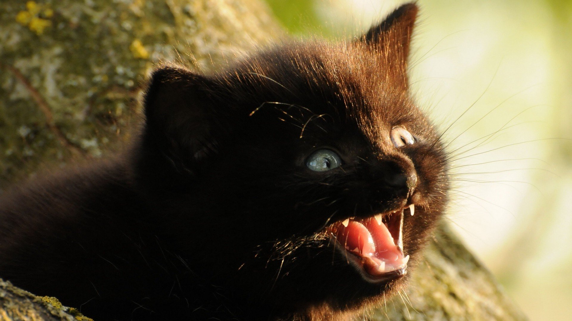 природа животные кот котенок черный скачать