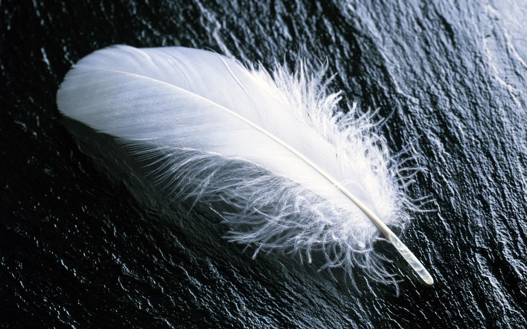 feathers Wallpaper