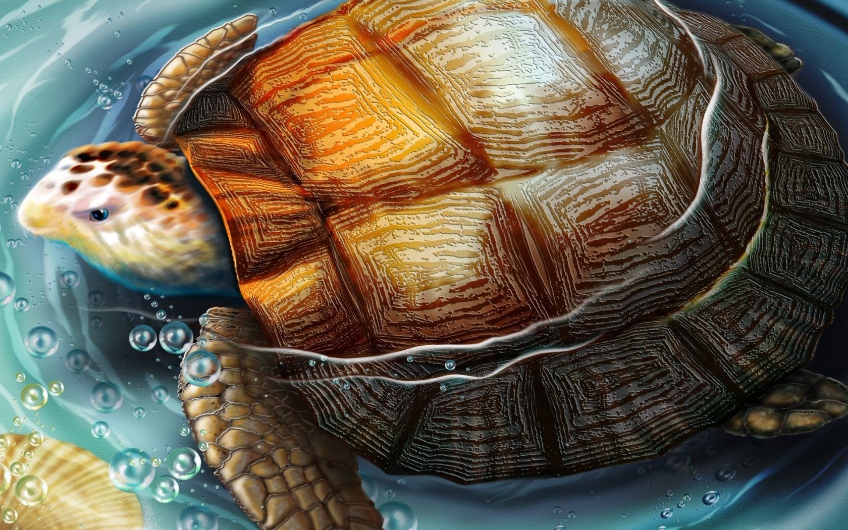 turtle Wallpaper